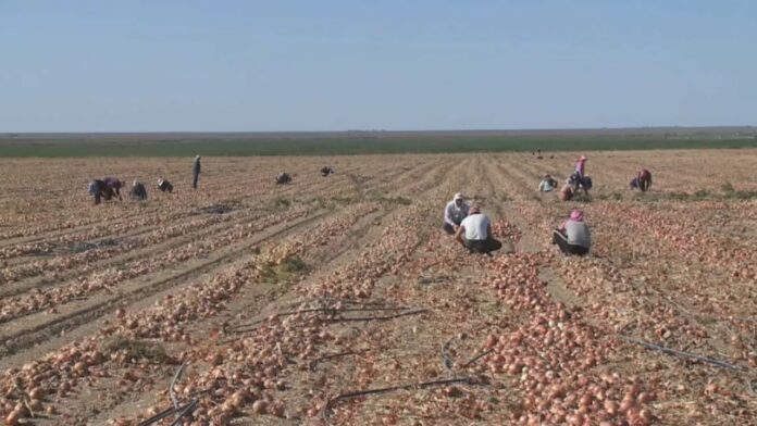 Ауладағы компост: пайдалы бастамаға қандай шарт керек?